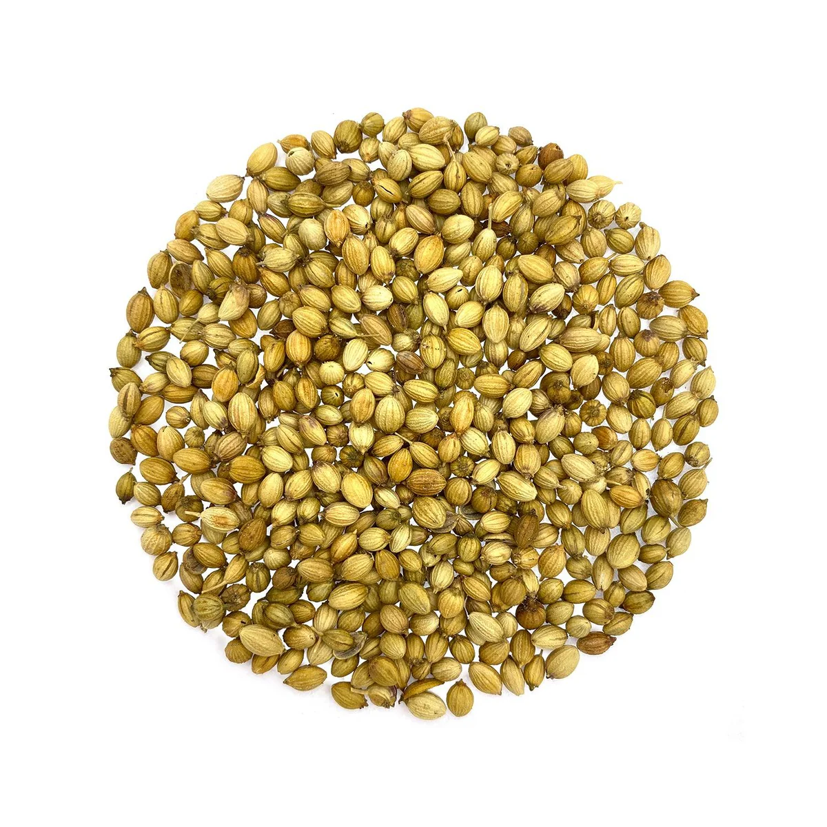 Coriander Seed